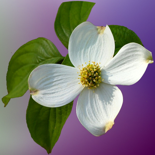 Virginia Wildflowers app icon