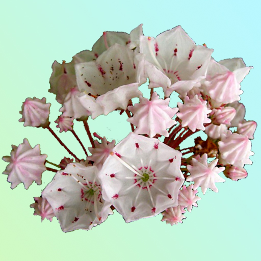 Pennsylvania Wildflowers app icon