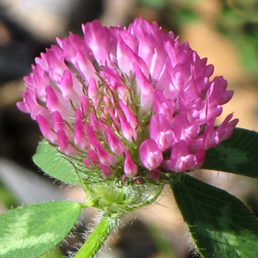 New England Wildflowers app icon