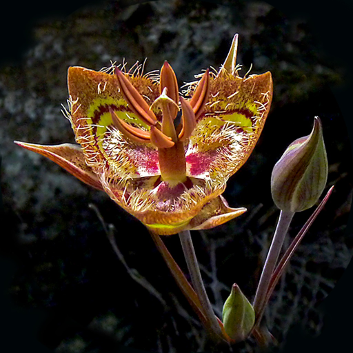 SF Bay Area Wildflowers app icon