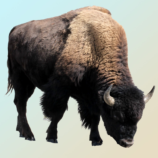Yellowstone Wildflowers app icon