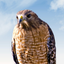 Hawk Sounds! icon