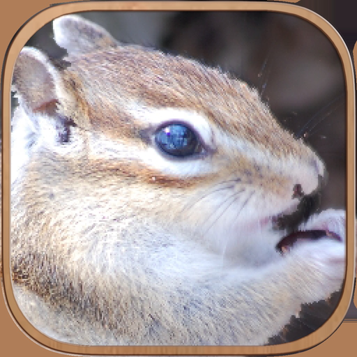 Squirrel Healing Life app icon