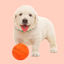 Squeaky Toy Sounds icon
