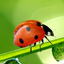 Animal Sounds Quiz  2016: Kids games icon