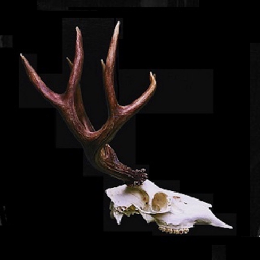 Blacktail Hunter app icon