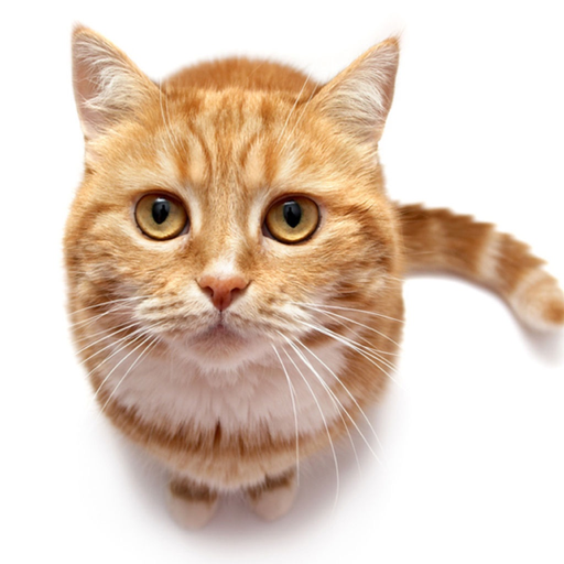 Cat sound - for cat lovers app icon