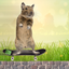 Degu Dash icon