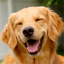 Dog sounds - Fun for dog lover icon