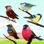 Bird Sounds! icon