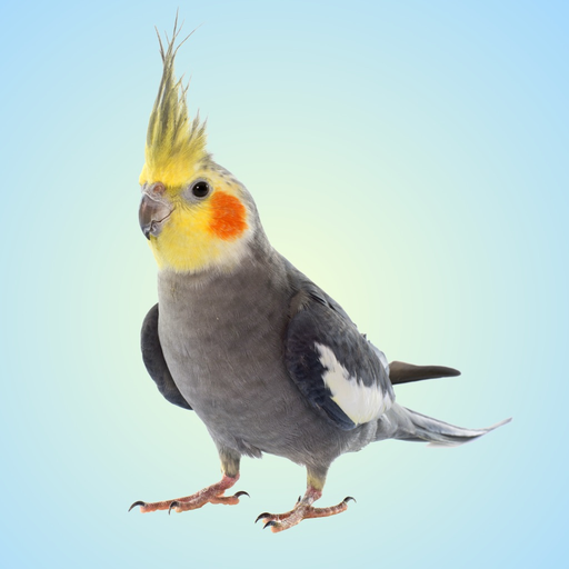 Cockatiel Sounds app icon