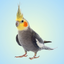 Cockatiel Sounds icon