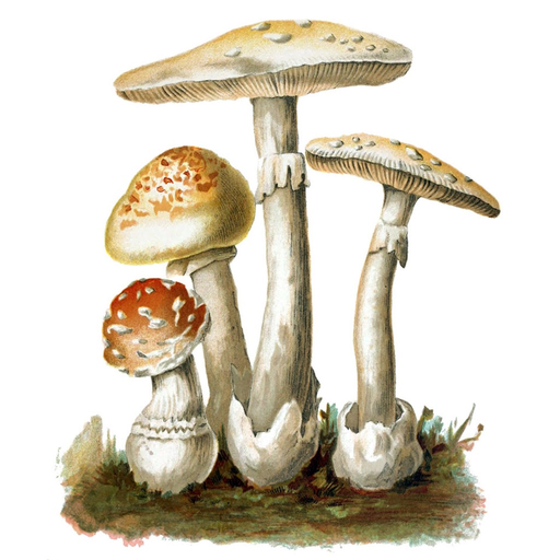 MushroomLog app icon
