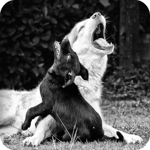 Barking Dog Sounds app icon