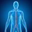Nervous System Medical Terms icon