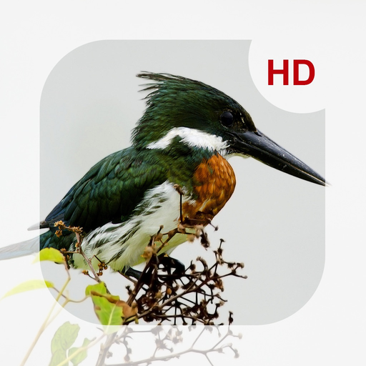 Animals & Birds HD Wallpaper - Great Collection app icon