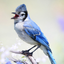 Blue Jay Sounds icon