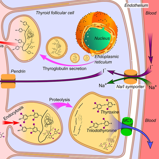 Endocrine System Medical Terms app icon