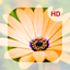 Flowers HD Wallpaper - Great Collection icon