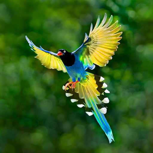 Bird Guide - Offline bird identification app app icon