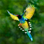 Bird Guide - Offline bird identification app icon