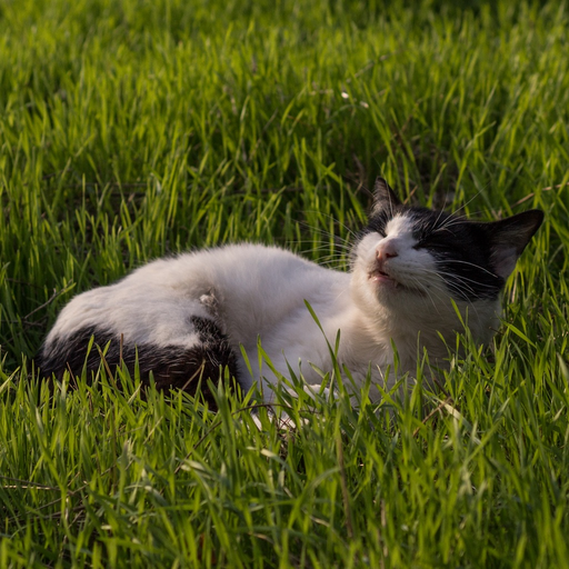 Encyclopedia of Cats app icon