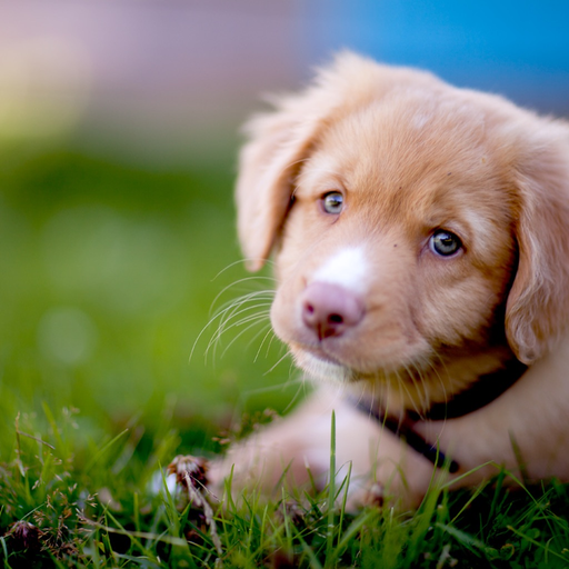 Encyclopedia of Dogs app icon