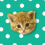 Musical Kittens icon
