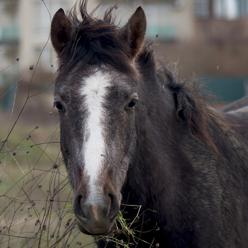 CHI Encyclopedia of Horses app icon