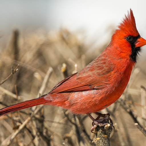 Encyclopedia of Birds app icon