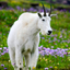 Glacier Wildflower Search icon