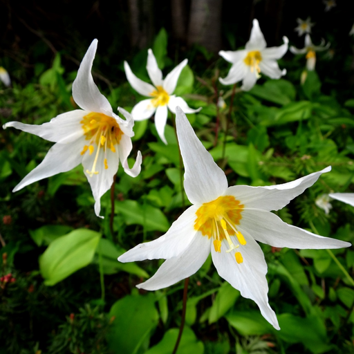 Olympic Wildflowers app icon