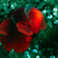 Encyclopedia of Fish icon