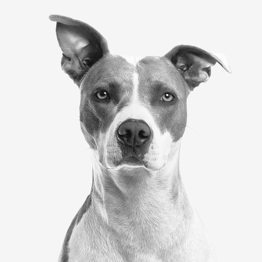 My Dog App - Care my Dog app icon