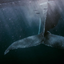 CHI Encyclopedia of Whales icon