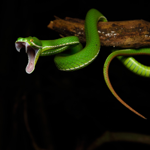 CHI Encyclopedia of Snakes app icon