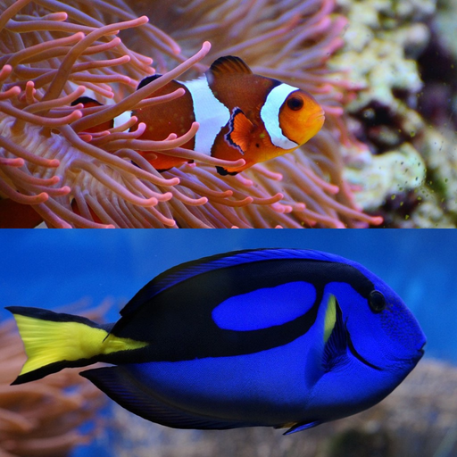 Who Is This ? for Nemo & Dory app icon
