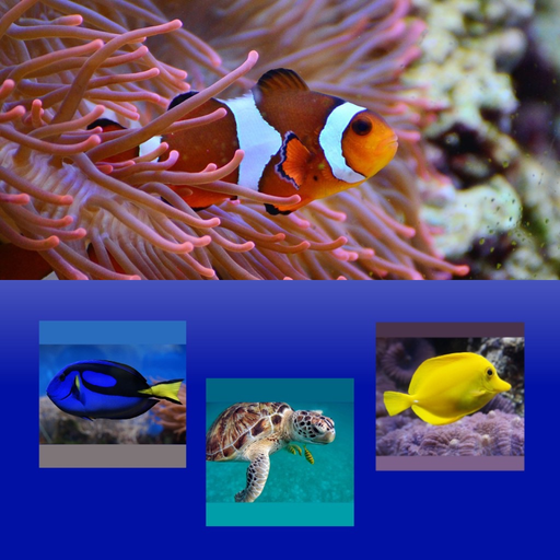 Which Is The Same Fish? for Clownfish and Friends app icon