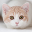 Cat Dog Sounds icon