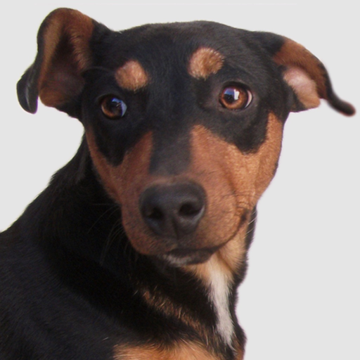 Dog Sounds - Collection app icon