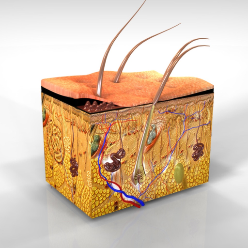 Anatomy : Integumentary System app icon