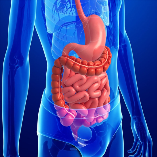 Anatomy : Digestive System app icon