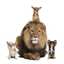 Animal Sounds & Bird Noises` icon