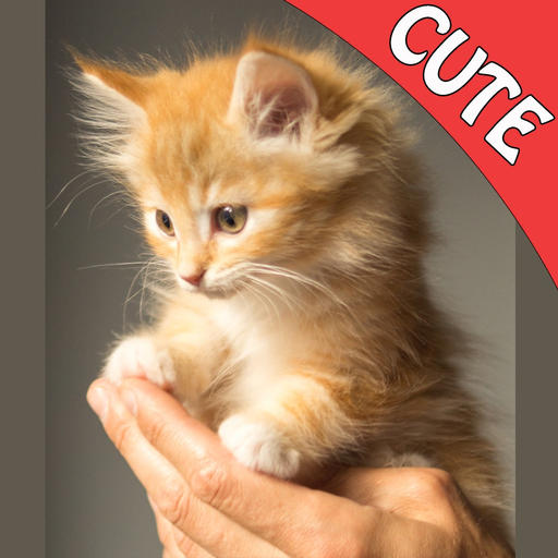 Cute Cats Memory Match Game app icon