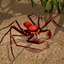 Life of Phrynus - Whip Spider icon