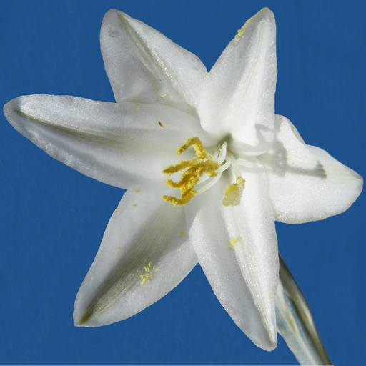 Anza-Borrego Wildflower Guide app icon
