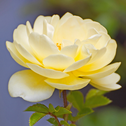 Flower Jigsaw Puzzle HD - New Jigsaw Games for Kids and Adults app icon