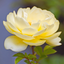 Flower Jigsaw Puzzle HD - New Jigsaw Games for Kids and Adults icon