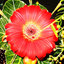 Jigsaw Puzzles: Flower Quest icon