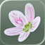 Flora of Virginia icon